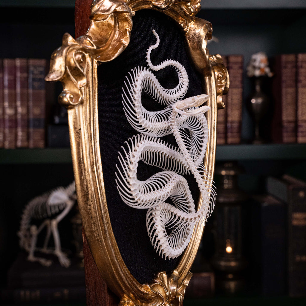 museum specimen, bone collection, skeleton collection,  oddities and curiosities,  gothic wall decoration, Real viper skeleton on Victorian Vintage frame,  Venomous snake fangs, snake skeleton,  snake anatomy,  real snake skull, Cobra snake skeleton