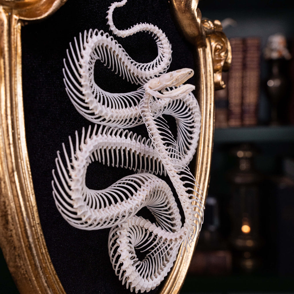 museum specimen, bone collection, skeleton collection,  oddities and curiosities,  gothic wall decoration, Real viper skeleton on Victorian Vintage frame,  Venomous snake fangs, snake skeleton,  snake anatomy,  real snake skull, Cobra snake skeleton