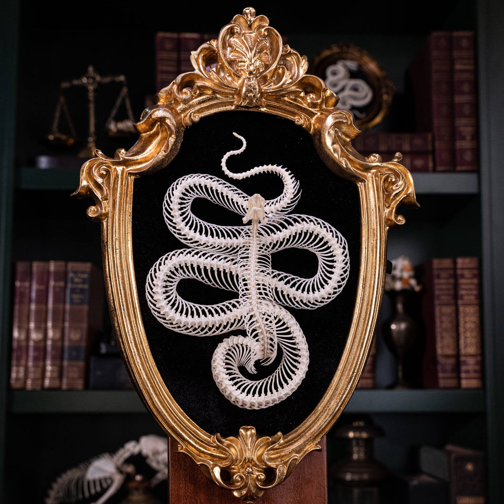 museum specimen, bone collection, skeleton collection,  oddities and curiosities,  gothic wall decoration, Real viper skeleton on Victorian Vintage frame,  Venomous snake fangs, snake skeleton,  snake anatomy,  real snake skull, Cobra snake skeleton