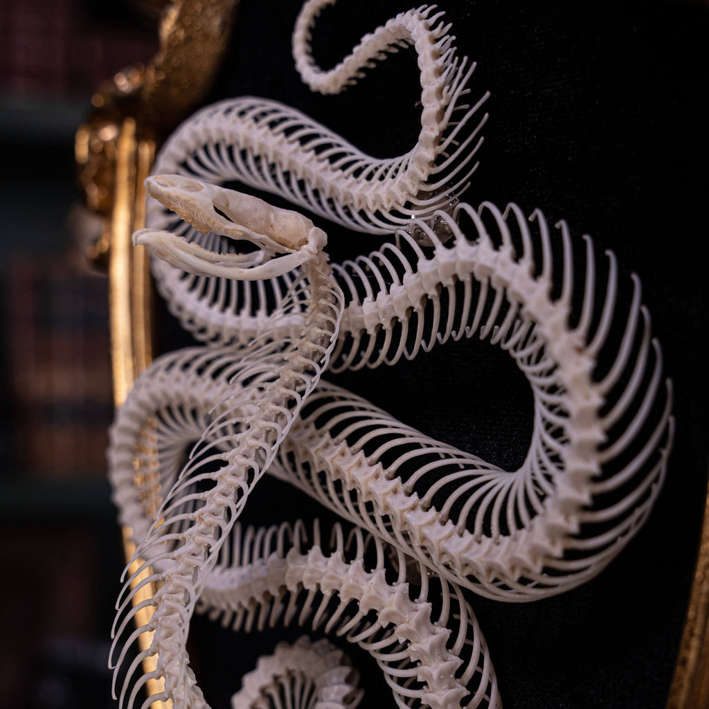 museum specimen, bone collection, skeleton collection,  oddities and curiosities,  gothic wall decoration, Real viper skeleton on Victorian Vintage frame,  Venomous snake fangs, snake skeleton,  snake anatomy,  real snake skull, Cobra snake skeleton