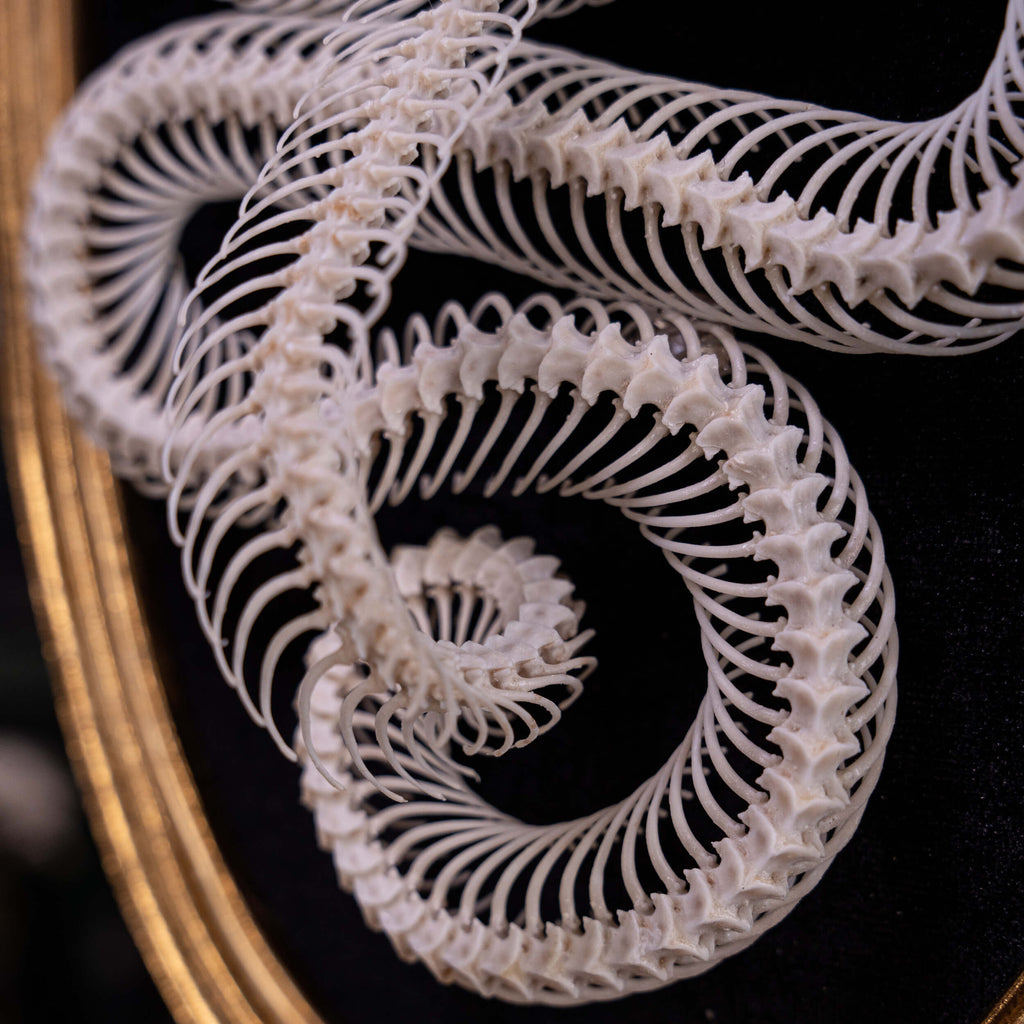 museum specimen, bone collection, skeleton collection,  oddities and curiosities,  gothic wall decoration, Real viper skeleton on Victorian Vintage frame,  Venomous snake fangs, snake skeleton,  snake anatomy,  real snake skull, Cobra snake skeleton