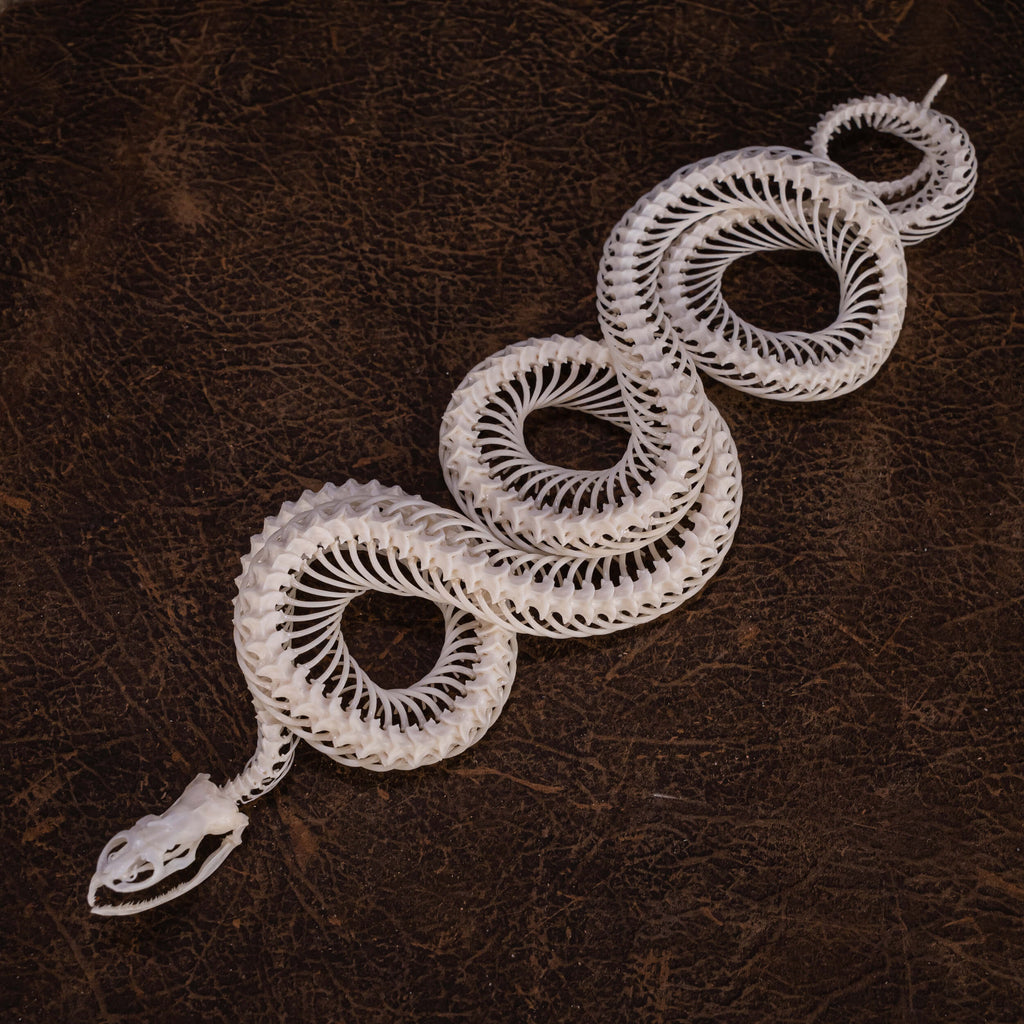 museum specimen collection, bone collection, skeleton collection,  oddities and curiosities,  gothic wall decoration, Real viper skeleton on Victorian Vintage,   Venomous snake fangs, snake skeleton,  snake anatomy,  real snake skull, Snake fang,