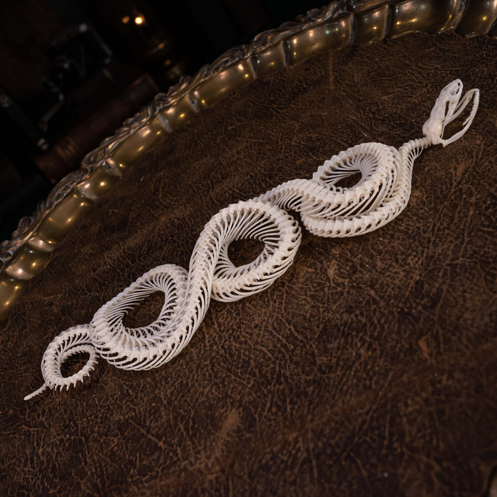 museum specimen collection, bone collection, skeleton collection,  oddities and curiosities,  gothic wall decoration, Real viper skeleton on Victorian Vintage,   Venomous snake fangs, snake skeleton,  snake anatomy,  real snake skull, Snake fang,