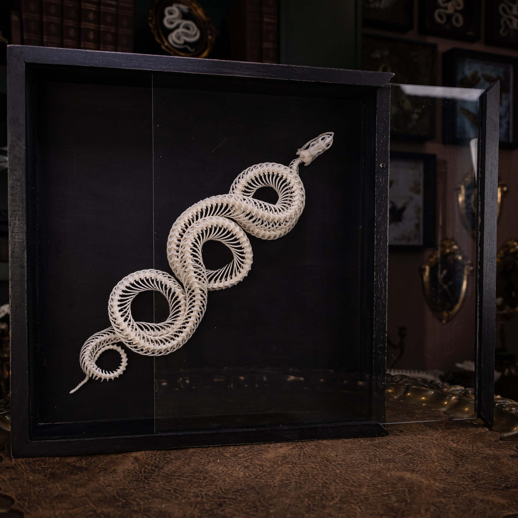 museum specimen collection, bone collection, skeleton collection,  oddities and curiosities,  gothic wall decoration, Real viper skeleton on Victorian Vintage,   Venomous snake fangs, snake skeleton,  snake anatomy,  real snake skull, Snake fang,