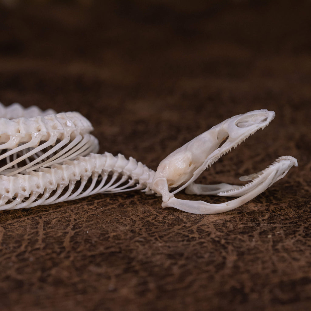 museum specimen collection, bone collection, skeleton collection,  oddities and curiosities,  gothic wall decoration, Real viper skeleton on Victorian Vintage,   Venomous snake fangs, snake skeleton,  snake anatomy,  real snake skull, Snake fang,