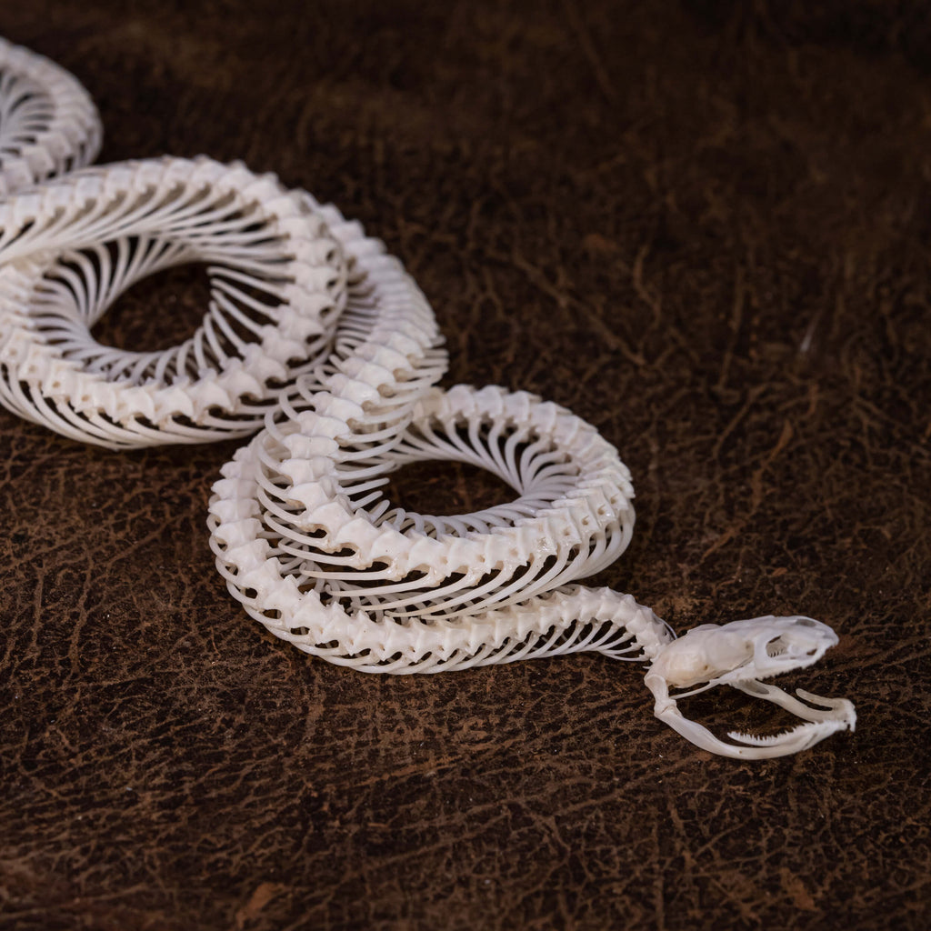 museum specimen collection, bone collection, skeleton collection,  oddities and curiosities,  gothic wall decoration, Real viper skeleton on Victorian Vintage,   Venomous snake fangs, snake skeleton,  snake anatomy,  real snake skull, Snake fang,