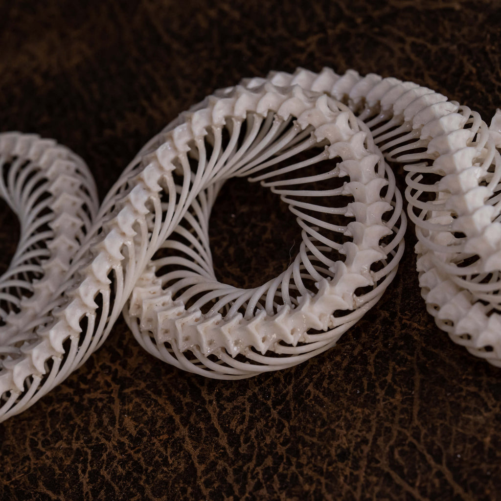 museum specimen collection, bone collection, skeleton collection,  oddities and curiosities,  gothic wall decoration, Real viper skeleton on Victorian Vintage,   Venomous snake fangs, snake skeleton,  snake anatomy,  real snake skull, Snake fang,