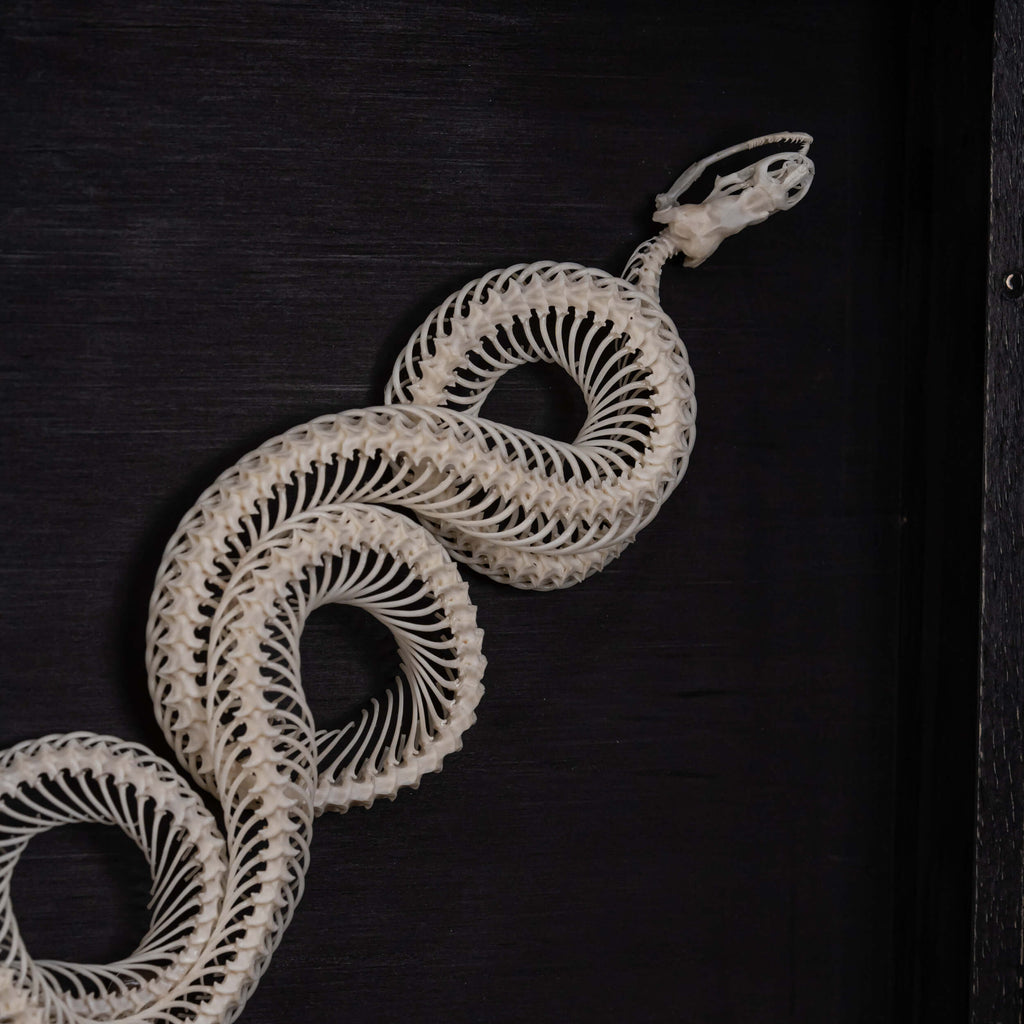 museum specimen collection, bone collection, skeleton collection,  oddities and curiosities,  gothic wall decoration, Real viper skeleton on Victorian Vintage,   Venomous snake fangs, snake skeleton,  snake anatomy,  real snake skull, Snake fang,