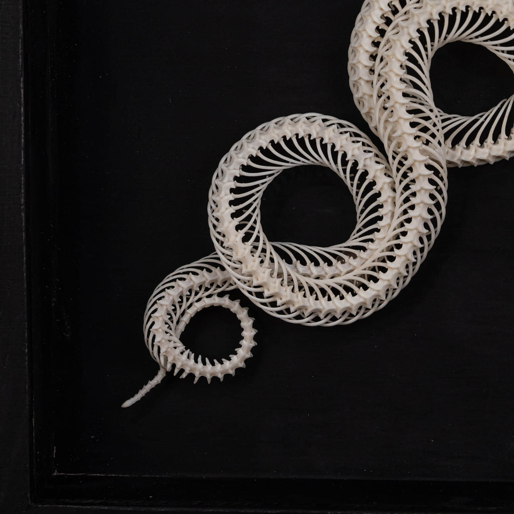 museum specimen collection, bone collection, skeleton collection,  oddities and curiosities,  gothic wall decoration, Real viper skeleton on Victorian Vintage,   Venomous snake fangs, snake skeleton,  snake anatomy,  real snake skull, Snake fang,