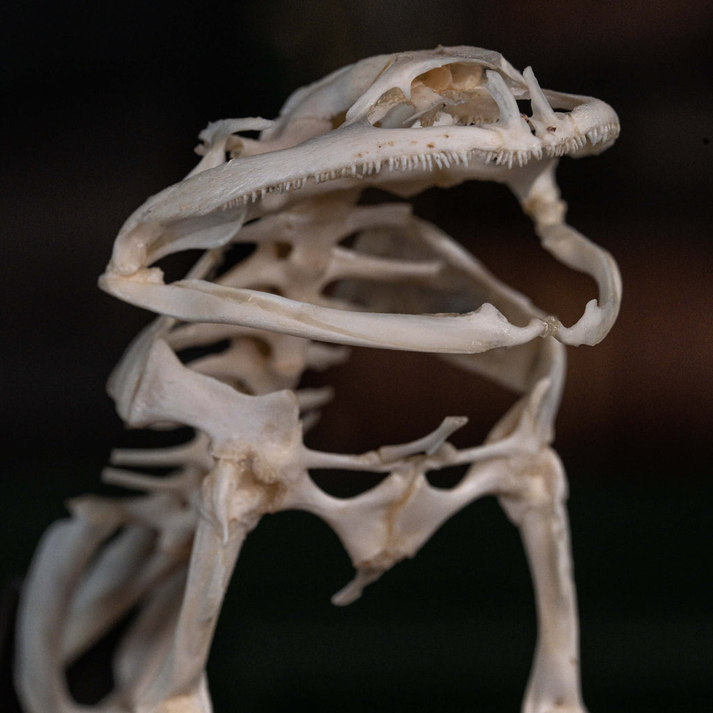 museum specimen collection bone collection, skeleton collection  oddities and curiosities  real frog skeleton resin diorama with water effect  real frog skeleton jumping out of water  museum grade specimen  craft grade skull skeleton  asian bullfrog