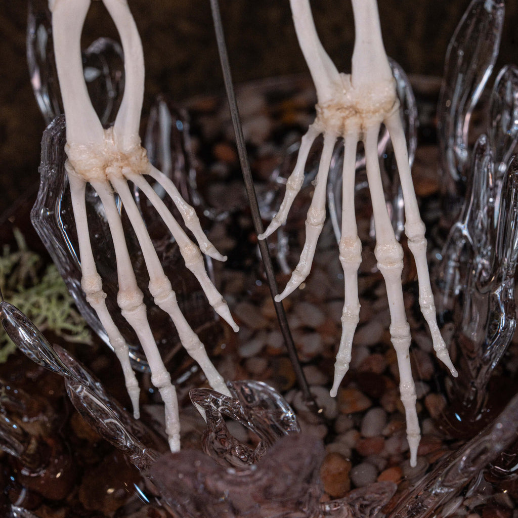 museum specimen collection bone collection, skeleton collection  oddities and curiosities  real frog skeleton resin diorama with water effect  real frog skeleton jumping out of water  museum grade specimen  craft grade skull skeleton  asian bullfrog