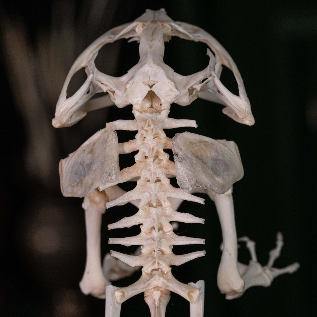 museum specimen collection bone collection, skeleton collection  oddities and curiosities  real frog skeleton resin diorama with water effect  real frog skeleton jumping out of water  museum grade specimen  craft grade skull skeleton  asian bullfrog