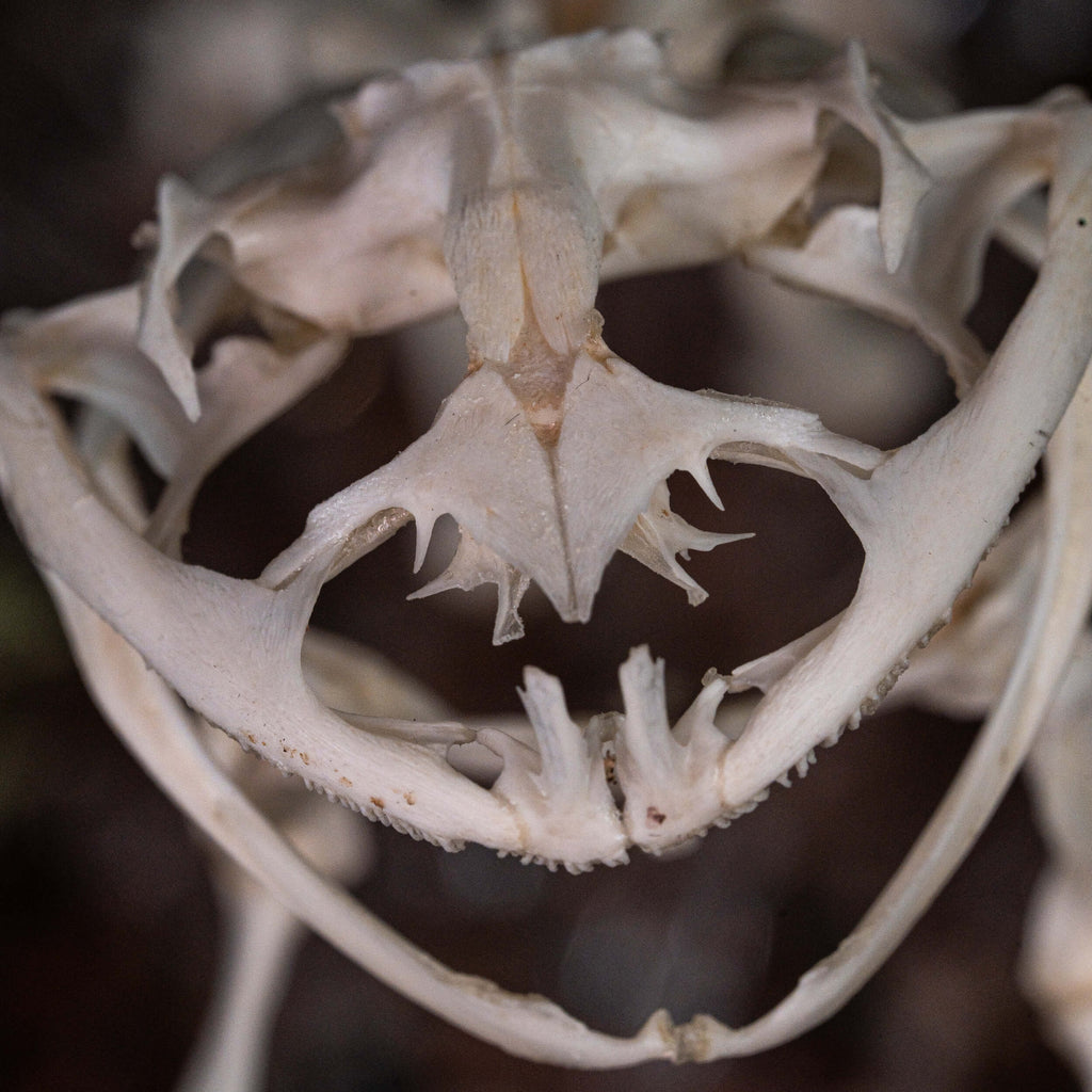 museum specimen collection bone collection, skeleton collection  oddities and curiosities  real frog skeleton resin diorama with water effect  real frog skeleton jumping out of water  museum grade specimen  craft grade skull skeleton  asian bullfrog