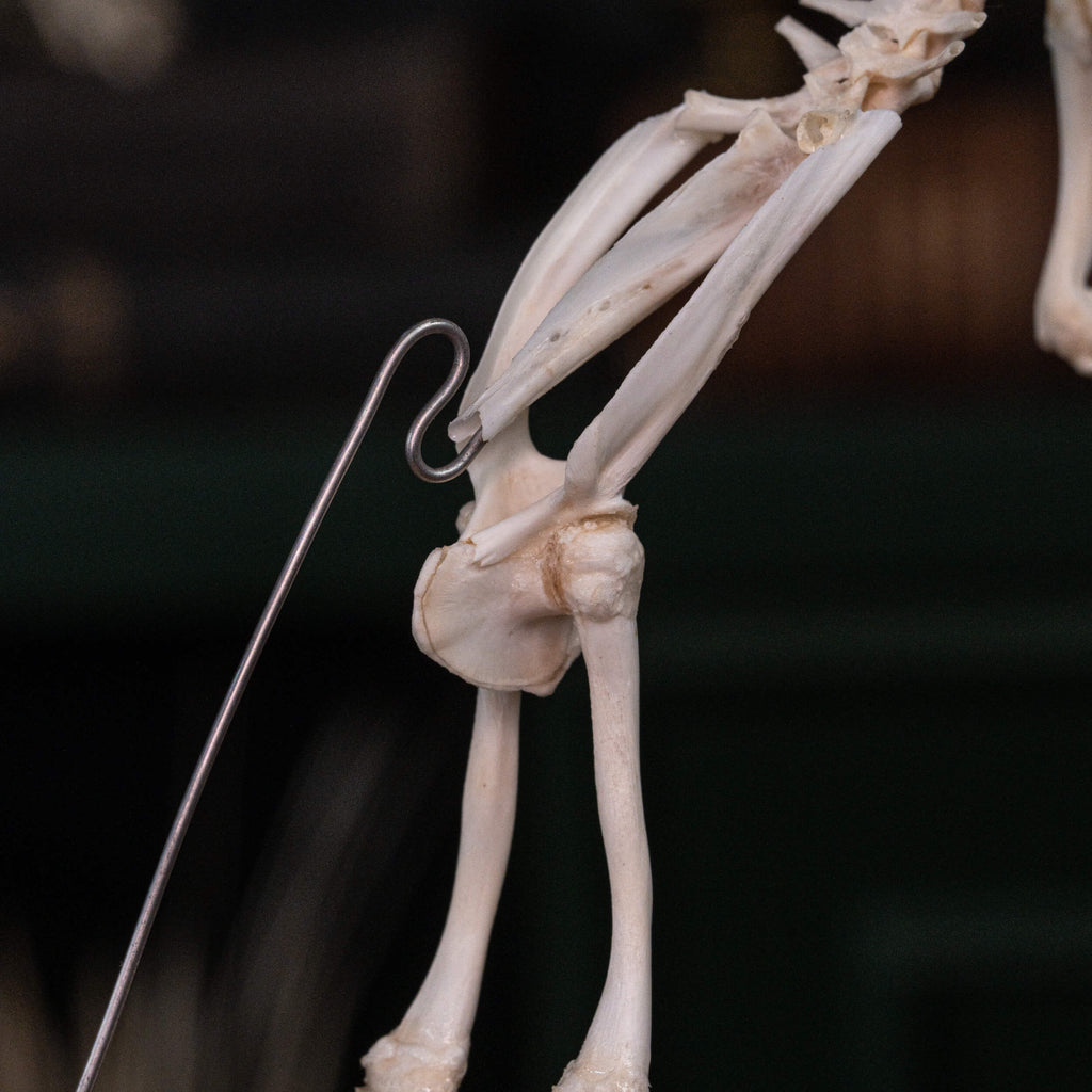 museum specimen collection bone collection, skeleton collection  oddities and curiosities  real frog skeleton resin diorama with water effect  real frog skeleton jumping out of water  museum grade specimen  craft grade skull skeleton  asian bullfrog