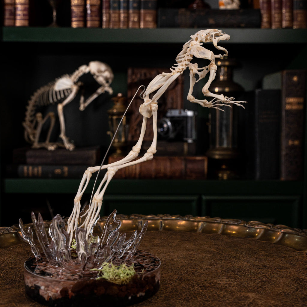 museum specimen collection bone collection, skeleton collection  oddities and curiosities  real frog skeleton resin diorama with water effect  real frog skeleton jumping out of water  museum grade specimen  craft grade skull skeleton  asian bullfrog