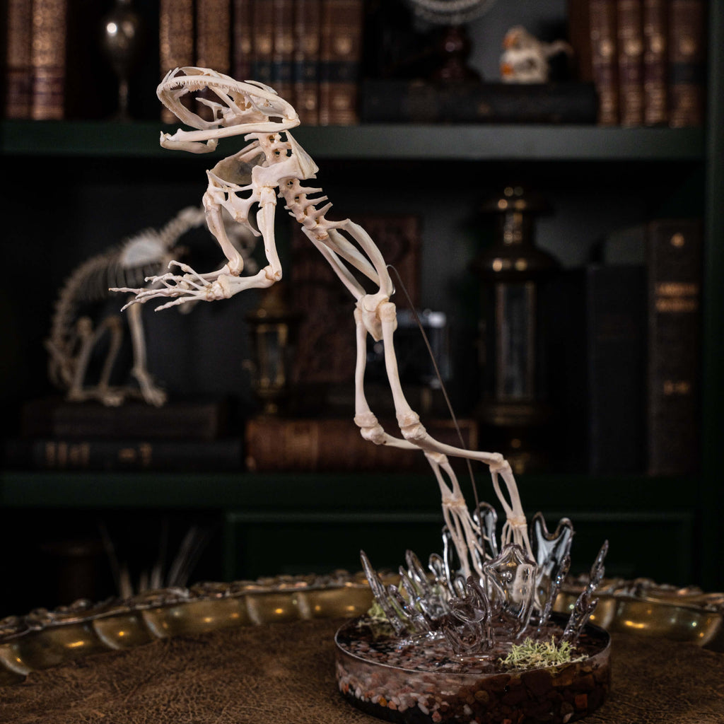 museum specimen collection bone collection, skeleton collection  oddities and curiosities  real frog skeleton resin diorama with water effect  real frog skeleton jumping out of water  museum grade specimen  craft grade skull skeleton  asian bullfrog