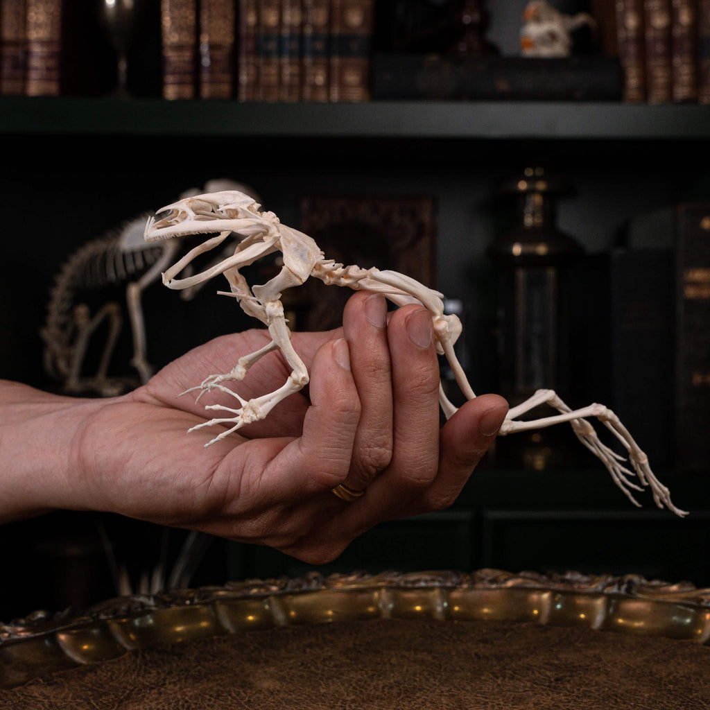 museum specimen collection bone collection, skeleton collection  oddities and curiosities  real frog skeleton resin diorama with water effect  real frog skeleton jumping out of water  museum grade specimen  craft grade skull skeleton  asian bullfrog