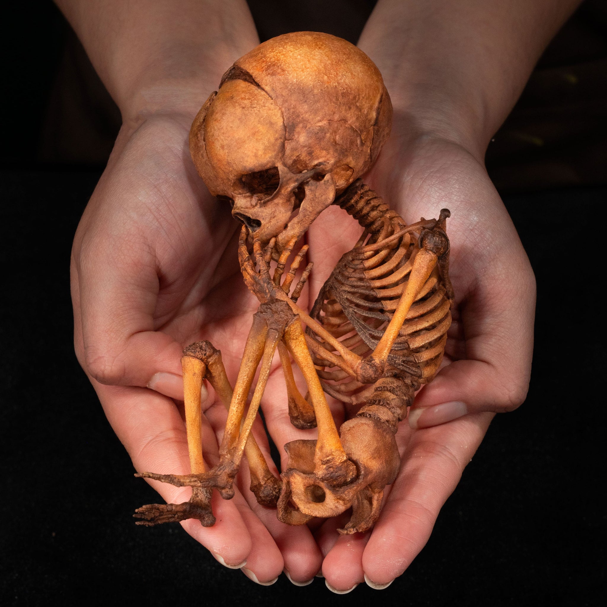 3D Printed Human Fetus Infant skeleton on Vintage frame, hand