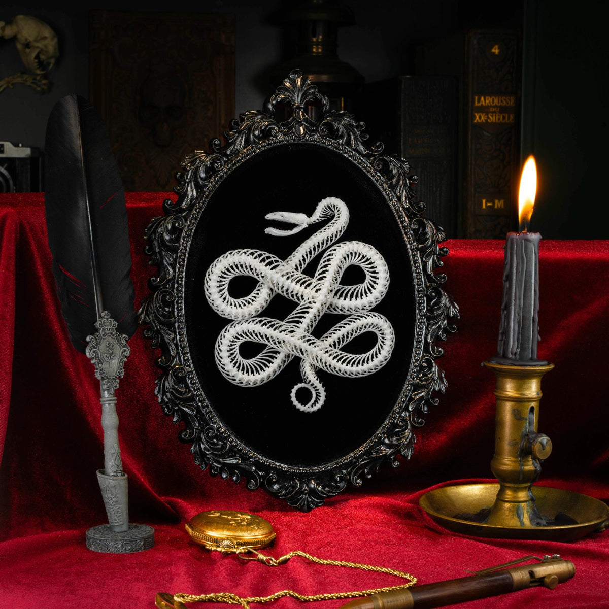 Real viper snake skeleton displayed on black velvet in an ornate black Baroque frame