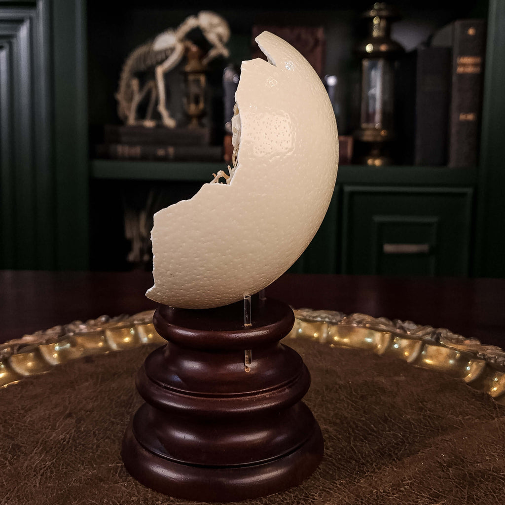 museum specimen collection, bone collection, skeleton collection, oddities and curiosities, real Butterfly Agama skeleton, real Dinosaur skeleton, real Dinosaur egg fossil, Dinosaur Embryo, Reptile skeleton resemble dinosaur skeleton in fossil egg