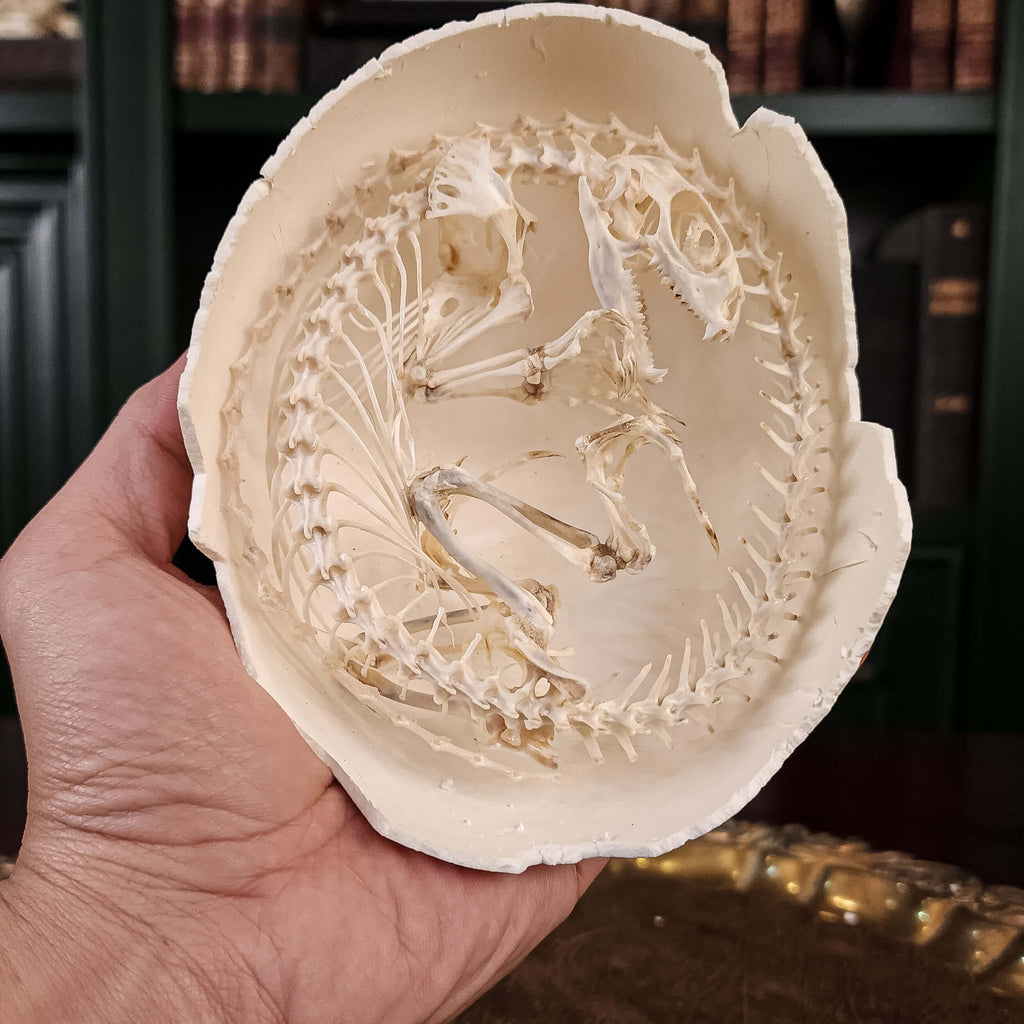 museum specimen collection, bone collection, skeleton collection, oddities and curiosities, real Butterfly Agama skeleton, real Dinosaur skeleton, real Dinosaur egg fossil, Dinosaur Embryo, Reptile skeleton resemble dinosaur skeleton in fossil egg