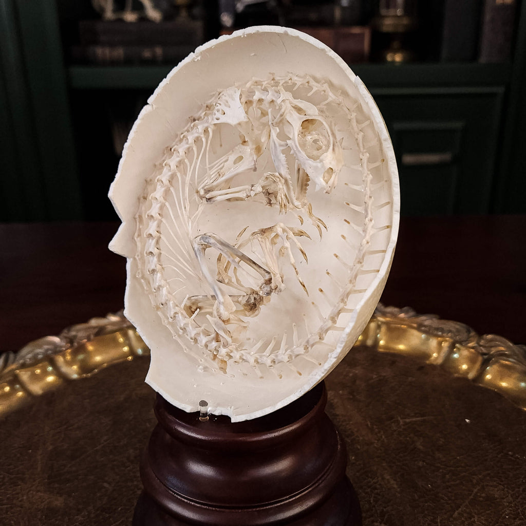 museum specimen collection, bone collection, skeleton collection, oddities and curiosities, real Butterfly Agama skeleton, real Dinosaur skeleton, real Dinosaur egg fossil, Dinosaur Embryo, Reptile skeleton resemble dinosaur skeleton in fossil egg