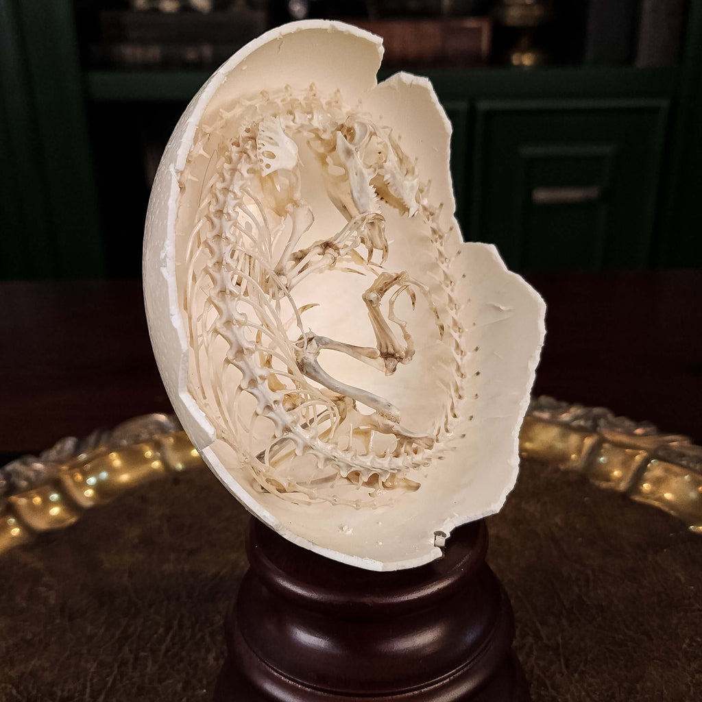 museum specimen collection, bone collection, skeleton collection, oddities and curiosities, real Butterfly Agama skeleton, real Dinosaur skeleton, real Dinosaur egg fossil, Dinosaur Embryo, Reptile skeleton resemble dinosaur skeleton in fossil egg