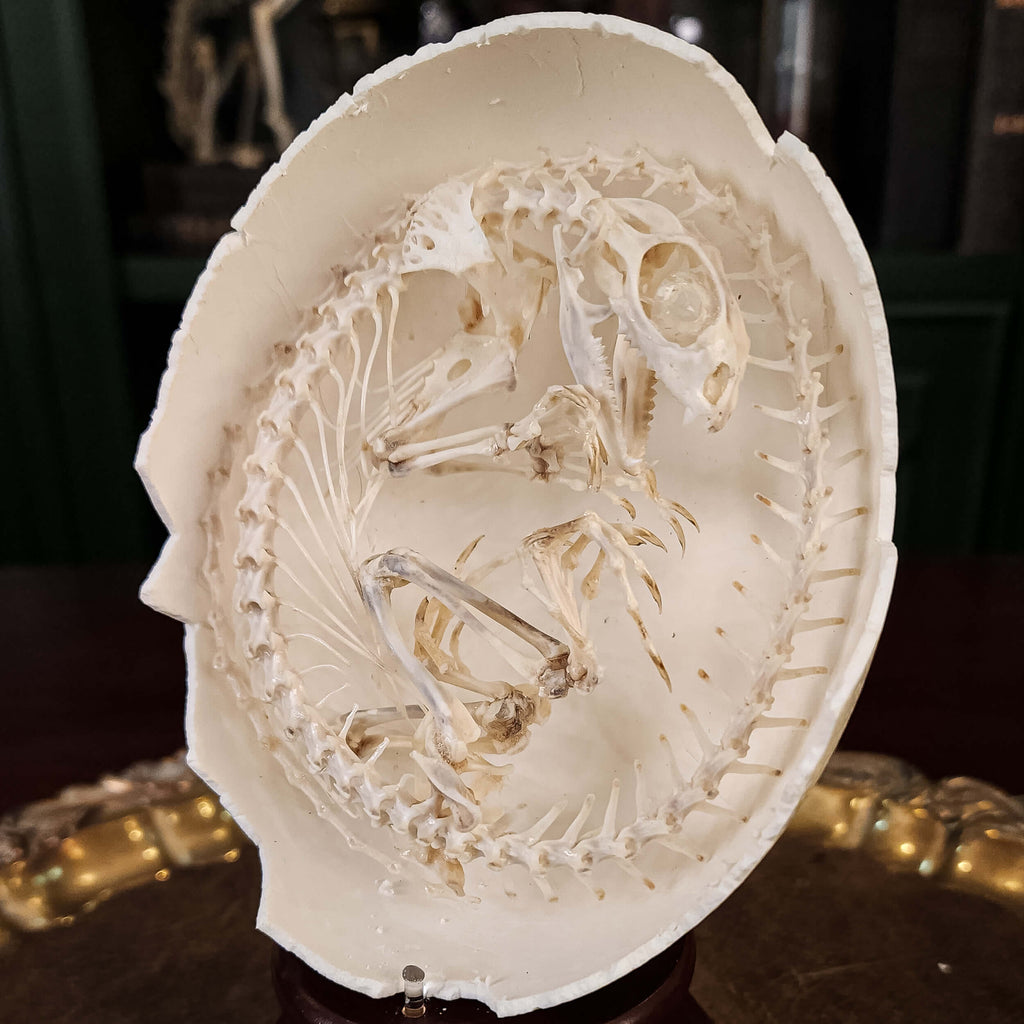 museum specimen collection, bone collection, skeleton collection, oddities and curiosities, real Butterfly Agama skeleton, real Dinosaur skeleton, real Dinosaur egg fossil, Dinosaur Embryo, Reptile skeleton resemble dinosaur skeleton in fossil egg