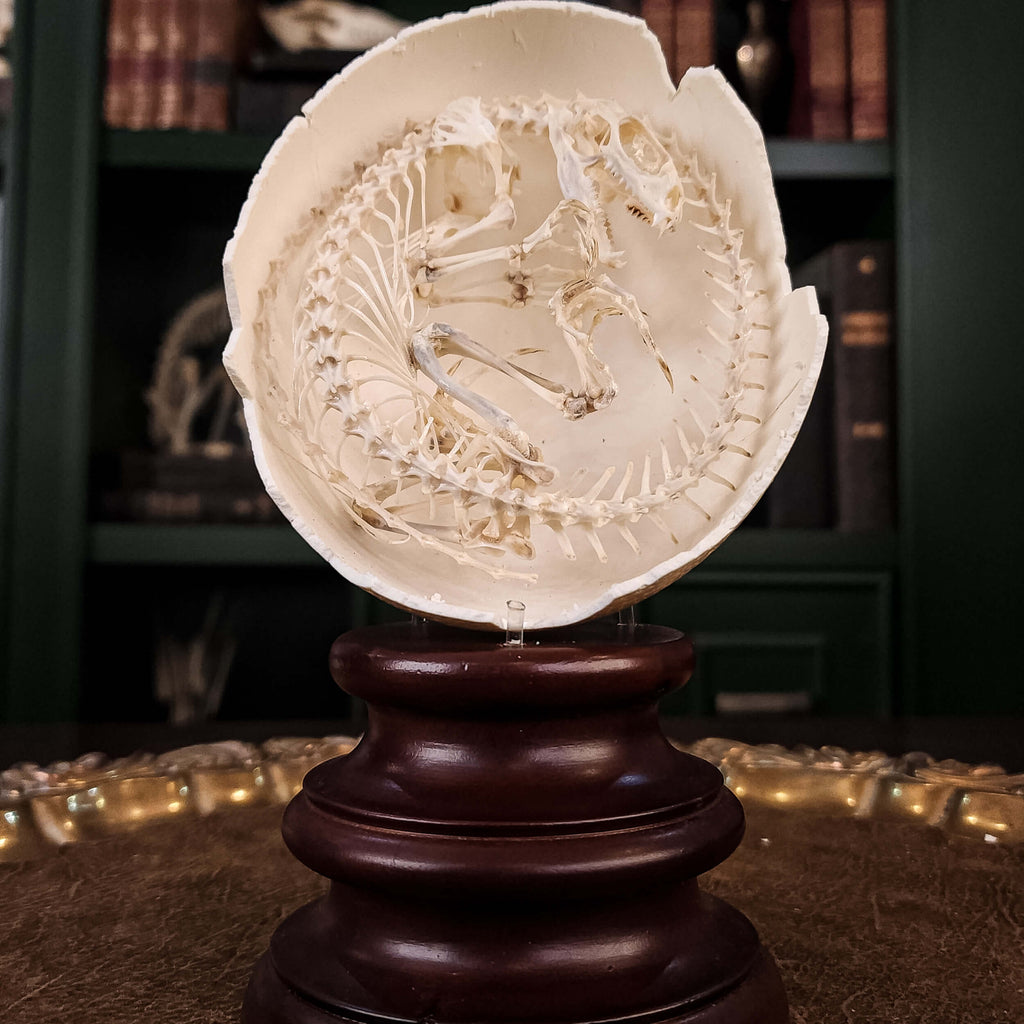 museum specimen collection, bone collection, skeleton collection, oddities and curiosities, real Butterfly Agama skeleton, real Dinosaur skeleton, real Dinosaur egg fossil, Dinosaur Embryo, Reptile skeleton resemble dinosaur skeleton in fossil egg