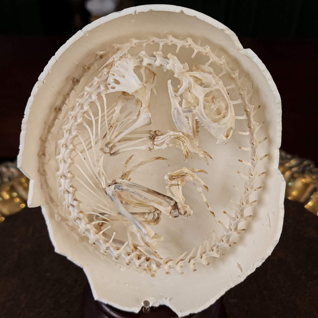 museum specimen collection, bone collection, skeleton collection, oddities and curiosities, real Butterfly Agama skeleton, real Dinosaur skeleton, real Dinosaur egg fossil, Dinosaur Embryo, Reptile skeleton resemble dinosaur skeleton in fossil egg