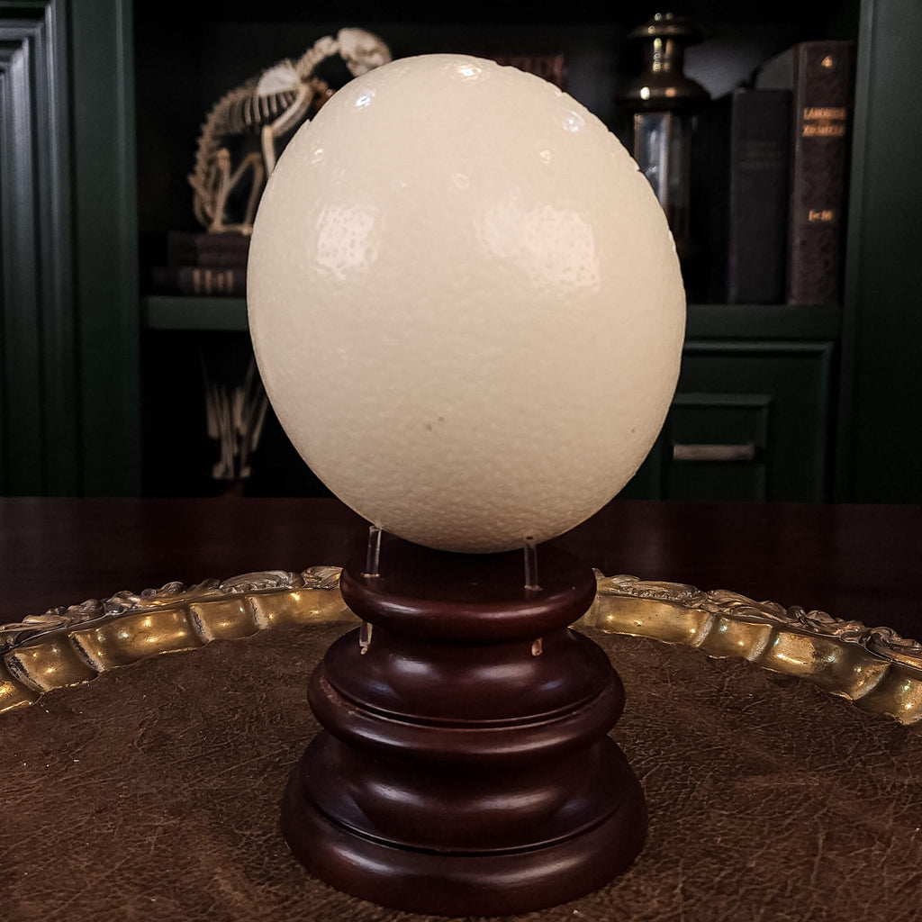 museum specimen collection, bone collection, skeleton collection, oddities and curiosities, real Butterfly Agama skeleton, real Dinosaur skeleton, real Dinosaur egg fossil, Dinosaur Embryo, Reptile skeleton resemble dinosaur skeleton in fossil egg