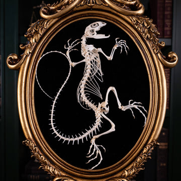 museum specimen collection, bone collection, skeleton collection, oddities and curiosities, real Butterfly Agama skeleton, real Dinosaur skeleton, real Dinosaur egg fossil, Dinosaur Embryo, Reptile skeleton resemble dinosaur skeleton in fossil egg