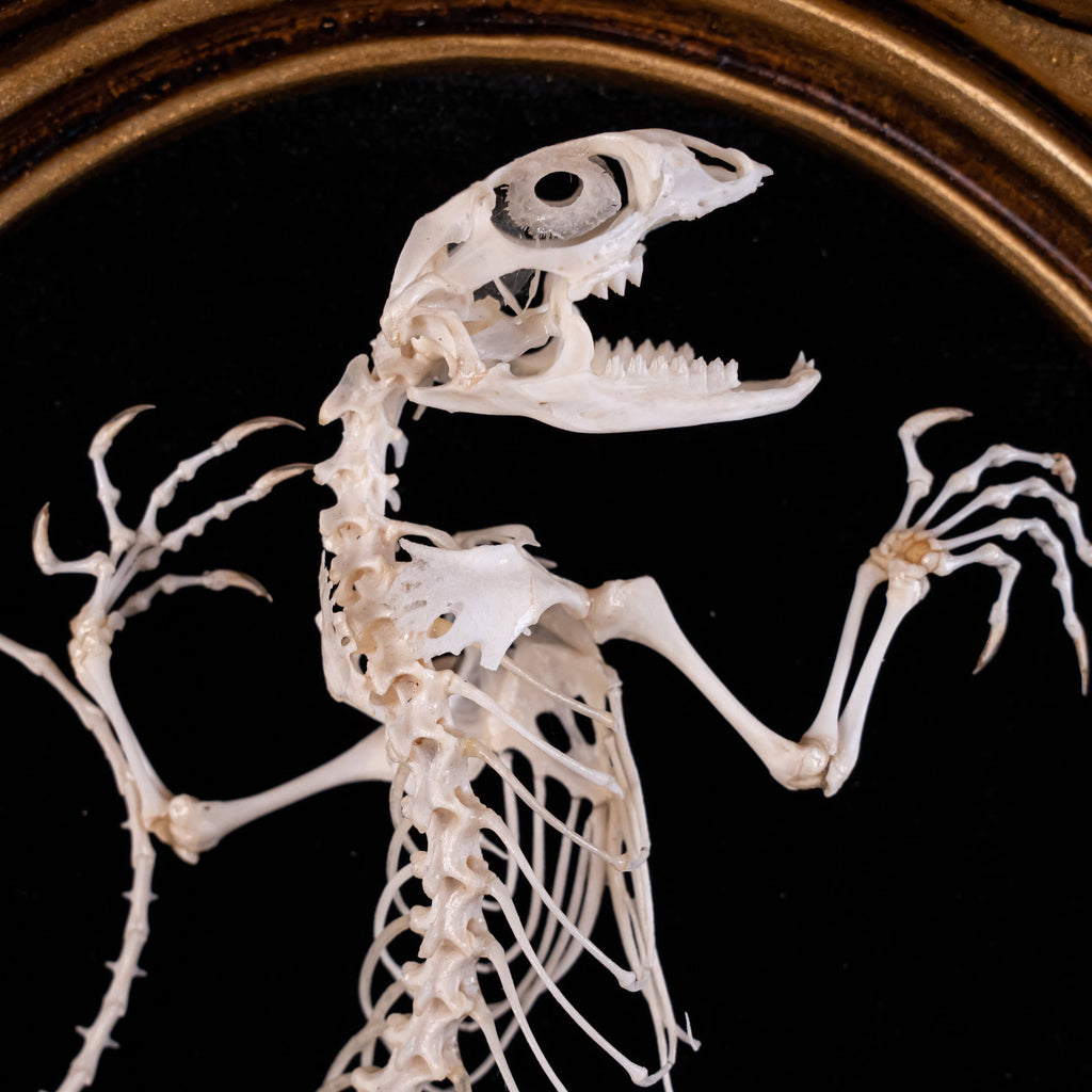Velociraptor Fossil Skeleton – Agama Bone Art Frame – Duy Ng Skeleton