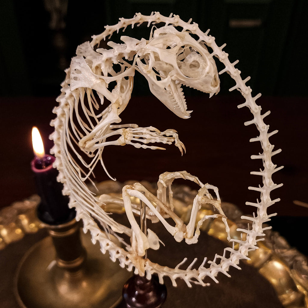 museum specimen collection, bone collection, skeleton collection,  oddities and curiosities,  real Butterfly Agama skeleton, real Dinosaur skeleton, real Dinosaur egg fossil, Dinosaur Embryo,  Reptile skeleton resemble dinosaur skeleton in fossil egg