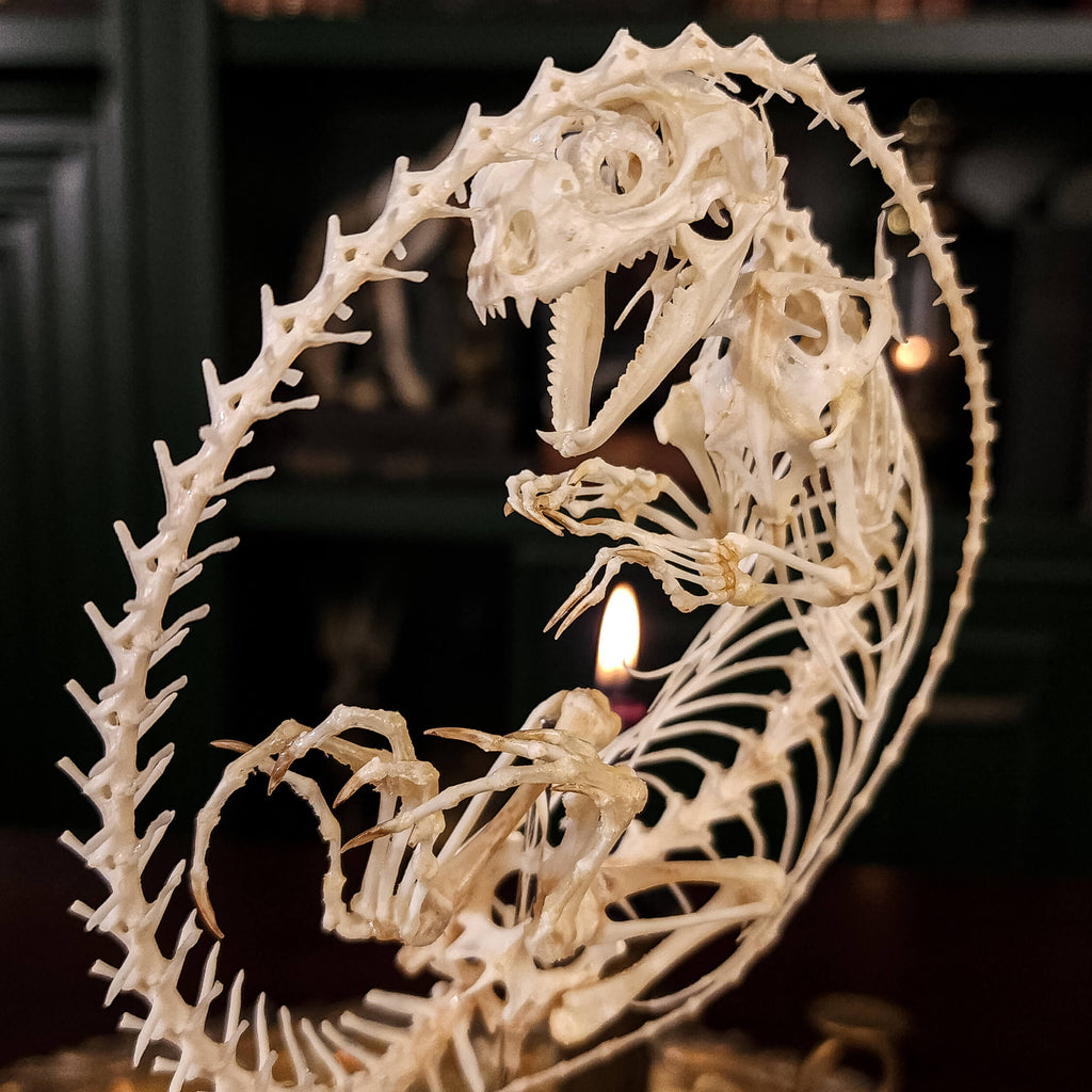 museum specimen collection, bone collection, skeleton collection,  oddities and curiosities,  real Butterfly Agama skeleton, real Dinosaur skeleton, real Dinosaur egg fossil, Dinosaur Embryo,  Reptile skeleton resemble dinosaur skeleton in fossil egg