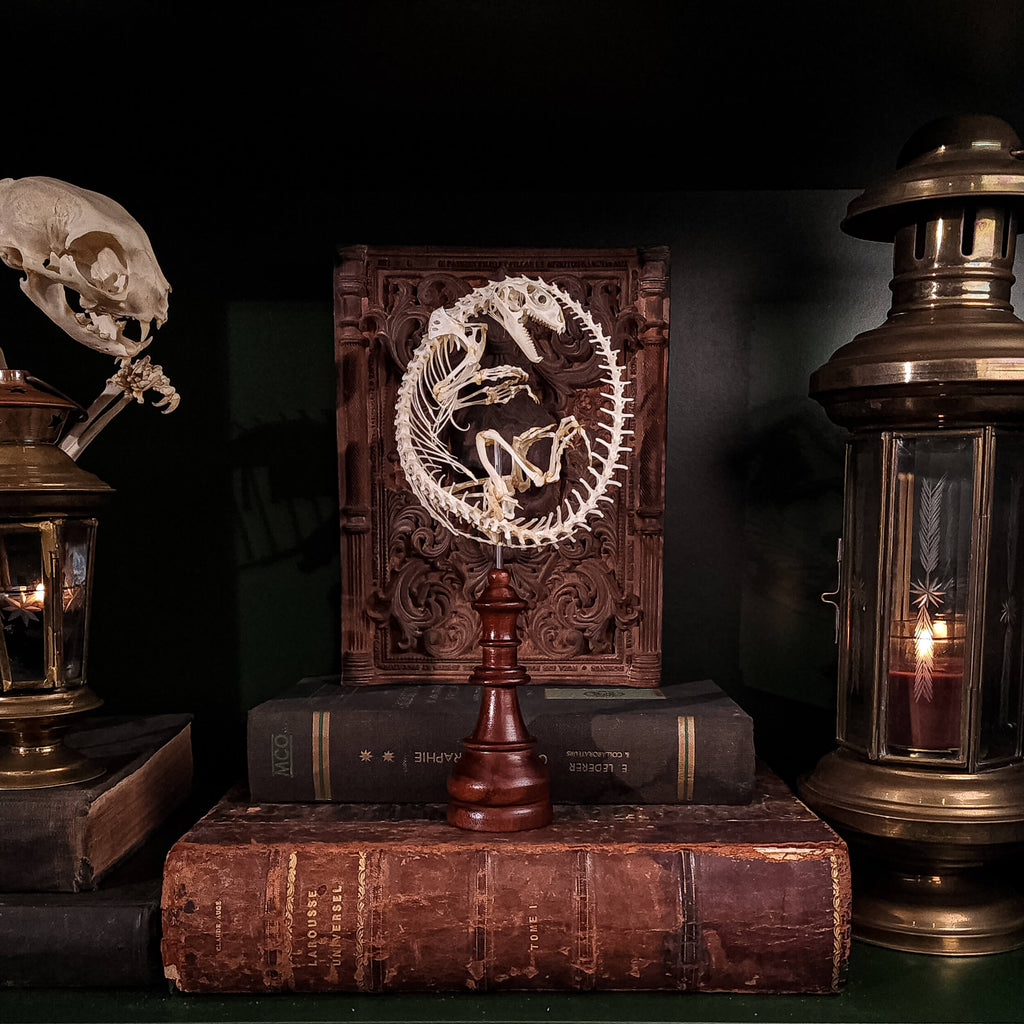 museum specimen collection, bone collection, skeleton collection,  oddities and curiosities,  real Butterfly Agama skeleton, real Dinosaur skeleton, real Dinosaur egg fossil, Dinosaur Embryo,  Reptile skeleton resemble dinosaur skeleton in fossil egg