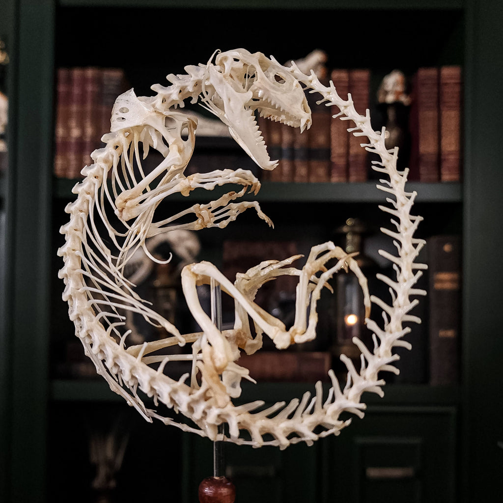 museum specimen collection, bone collection, skeleton collection,  oddities and curiosities,  real Butterfly Agama skeleton, real Dinosaur skeleton, real Dinosaur egg fossil, Dinosaur Embryo,  Reptile skeleton resemble dinosaur skeleton in fossil egg