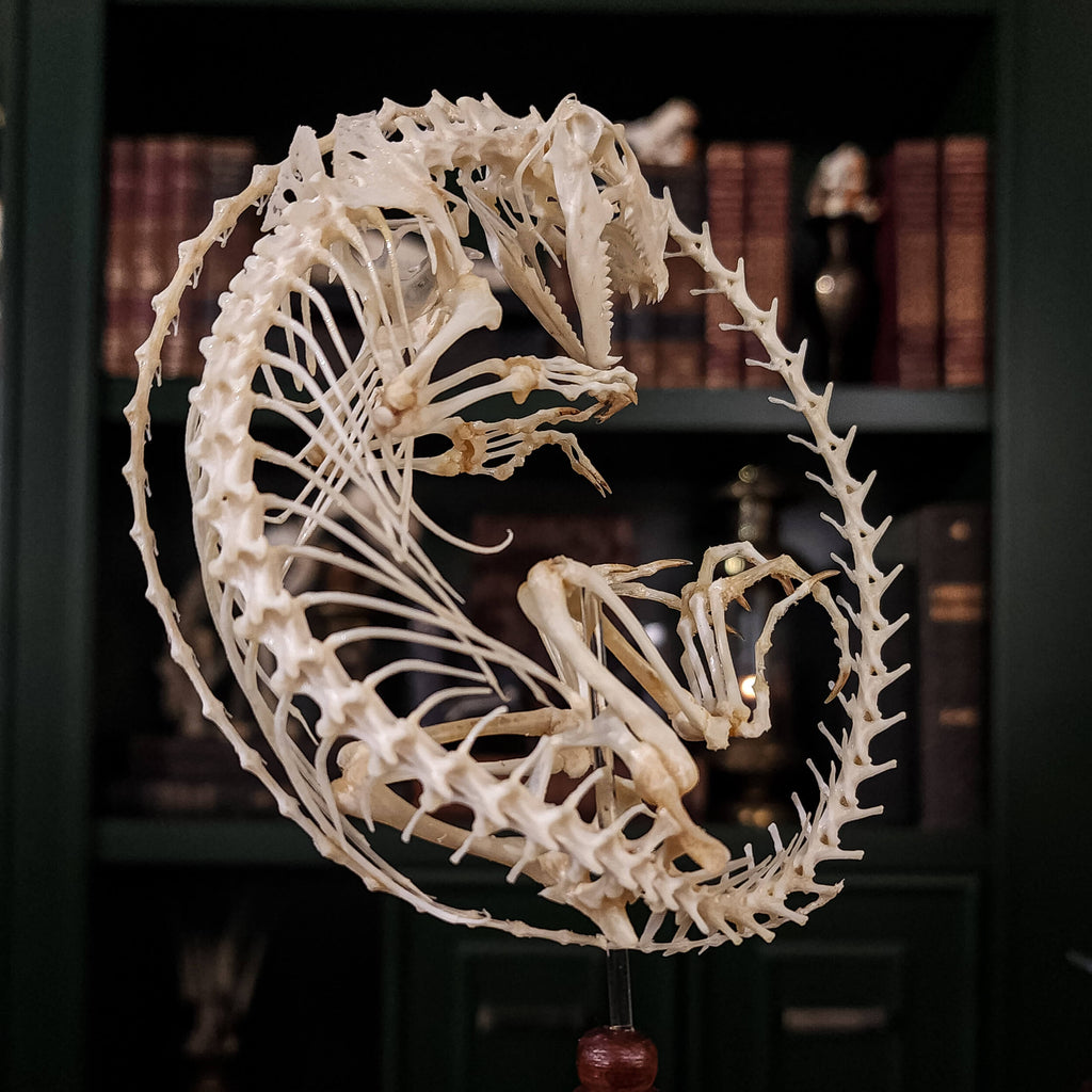 museum specimen collection, bone collection, skeleton collection,  oddities and curiosities,  real Butterfly Agama skeleton, real Dinosaur skeleton, real Dinosaur egg fossil, Dinosaur Embryo,  Reptile skeleton resemble dinosaur skeleton in fossil egg