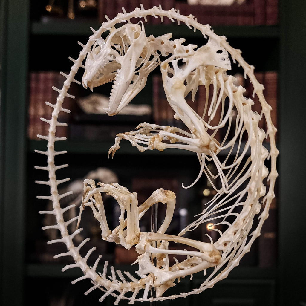 museum specimen collection, bone collection, skeleton collection,  oddities and curiosities,  real Butterfly Agama skeleton, real Dinosaur skeleton, real Dinosaur egg fossil, Dinosaur Embryo,  Reptile skeleton resemble dinosaur skeleton in fossil egg