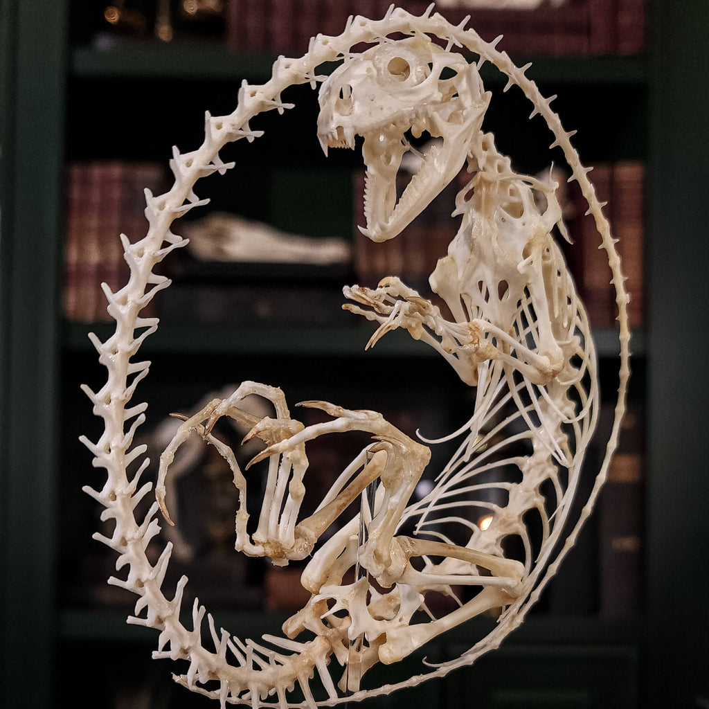 museum specimen collection, bone collection, skeleton collection,  oddities and curiosities,  real Butterfly Agama skeleton, real Dinosaur skeleton, real Dinosaur egg fossil, Dinosaur Embryo,  Reptile skeleton resemble dinosaur skeleton in fossil egg