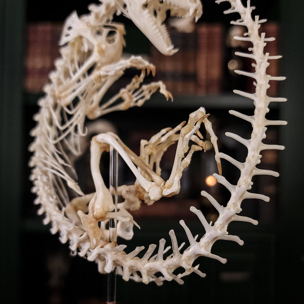 museum specimen collection, bone collection, skeleton collection,  oddities and curiosities,  real Butterfly Agama skeleton, real Dinosaur skeleton, real Dinosaur egg fossil, Dinosaur Embryo,  Reptile skeleton resemble dinosaur skeleton in fossil egg