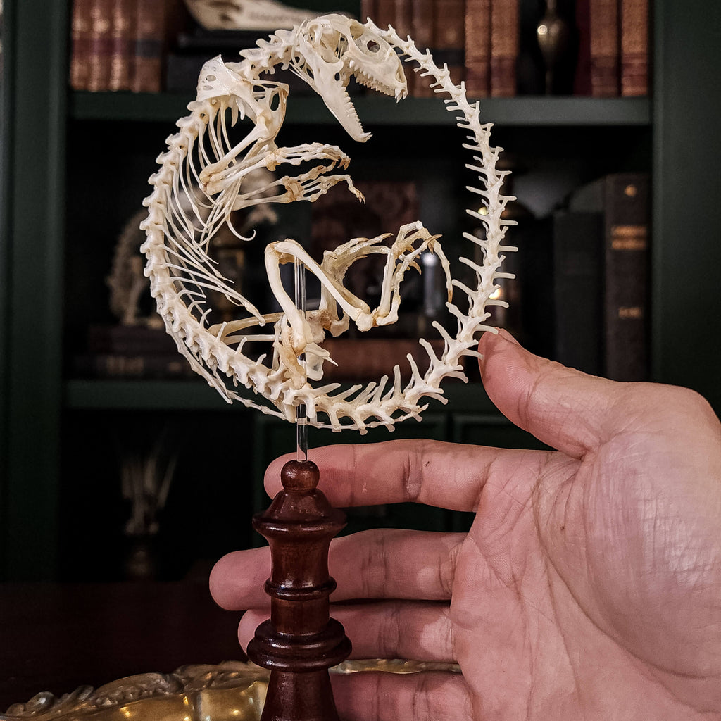 museum specimen collection, bone collection, skeleton collection,  oddities and curiosities,  real Butterfly Agama skeleton, real Dinosaur skeleton, real Dinosaur egg fossil, Dinosaur Embryo,  Reptile skeleton resemble dinosaur skeleton in fossil egg