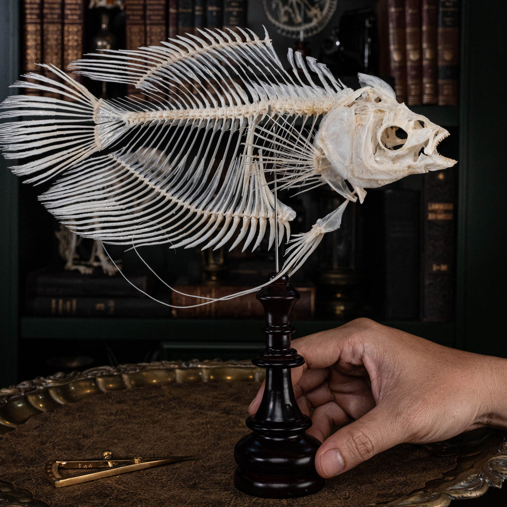 Elephan ear gourami, Giant gourami skeleton, monster fish bone collection, oddities and curiosities,  Real fish skeleton taxidermy,  real fish skull, trophy fish taxidermy,  fish anatomy,  Goth home decor, dark academia, vulture culture