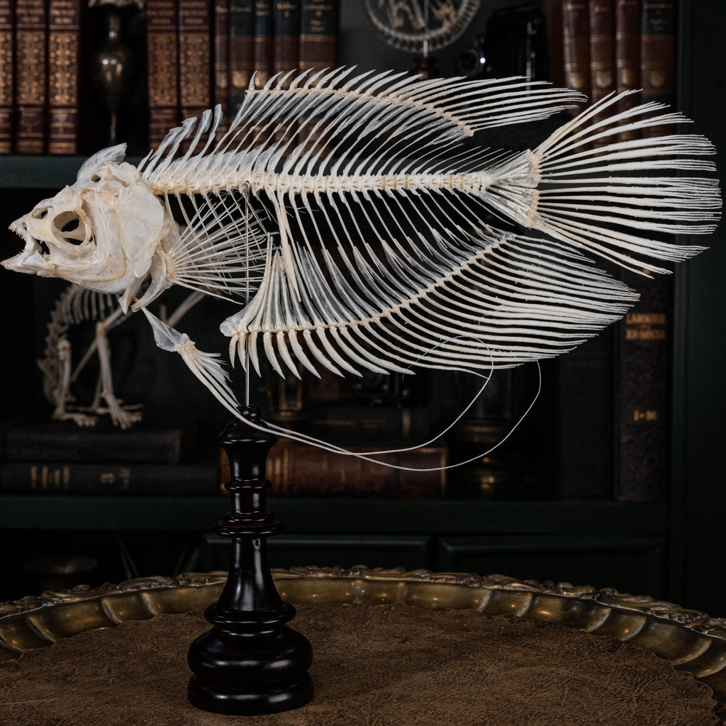 Elephan ear gourami, Giant gourami skeleton, monster fish bone collection, oddities and curiosities,  Real fish skeleton taxidermy,  real fish skull, trophy fish taxidermy,  fish anatomy,  Goth home decor, dark academia, vulture culture