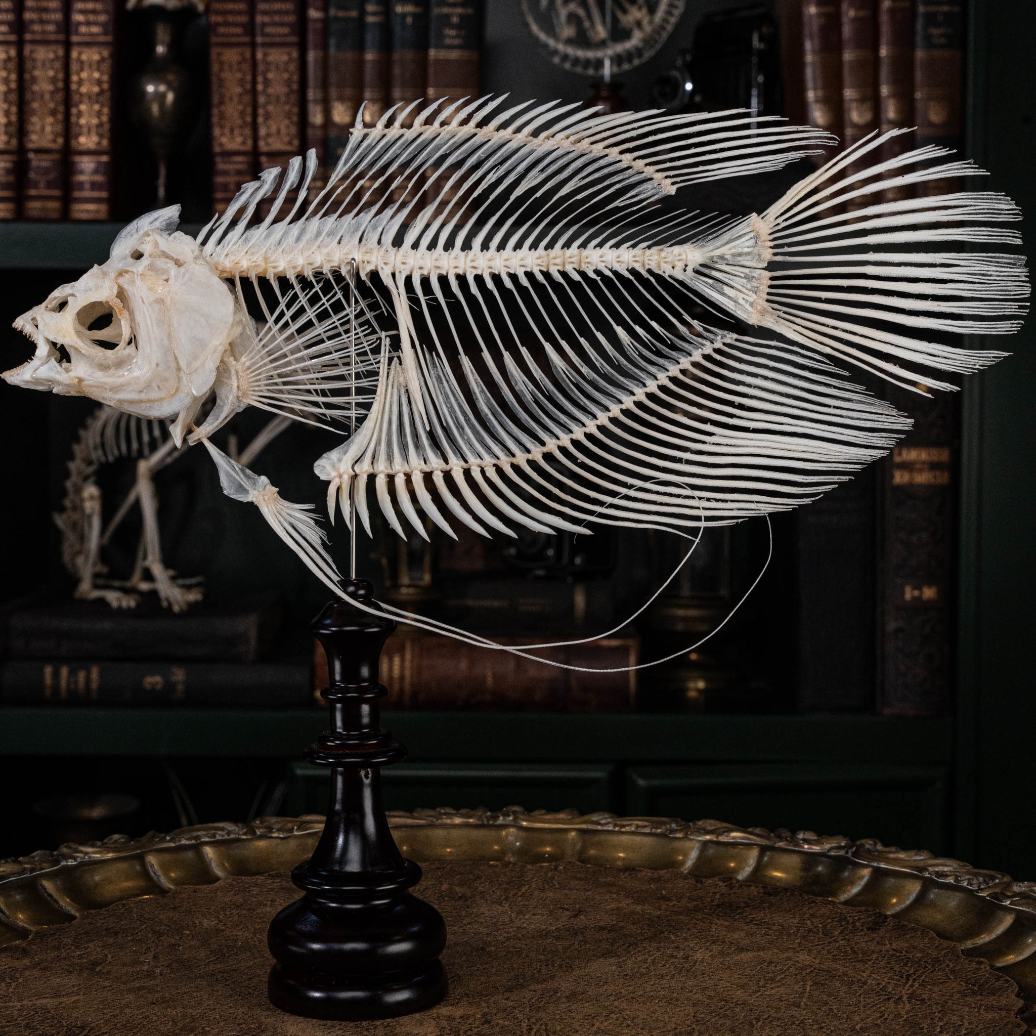 fish skeleton accessory rib cage Real Giant Gourami Skeleton, fish skeleton taxidermy, Gothic Home Decor, Oddities and Curiosities gift, Witch Craft