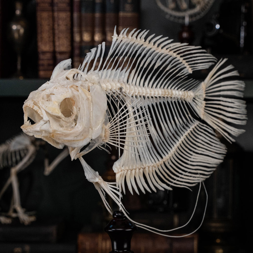 Elephan ear gourami, Giant gourami skeleton, monster fish bone collection, oddities and curiosities,  Real fish skeleton taxidermy,  real fish skull, trophy fish taxidermy,  fish anatomy,  Goth home decor, dark academia, vulture culture