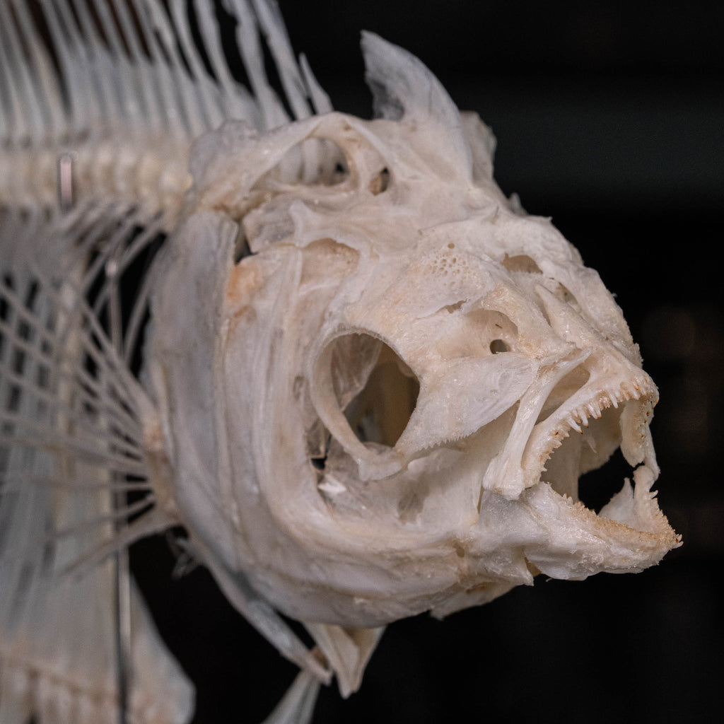 Elephan ear gourami, Giant gourami skeleton, monster fish bone collection, oddities and curiosities,  Real fish skeleton taxidermy,  real fish skull, trophy fish taxidermy,  fish anatomy,  Goth home decor, dark academia, vulture culture