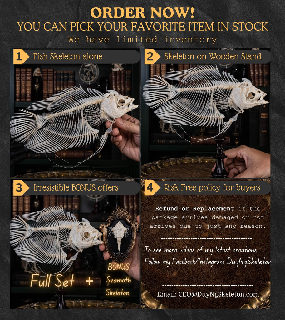 Elephan ear gourami, Giant gourami skeleton, monster fish bone collection, oddities and curiosities,  Real fish skeleton taxidermy,  real fish skull, trophy fish taxidermy,  fish anatomy,  Goth home decor, dark academia, vulture culture