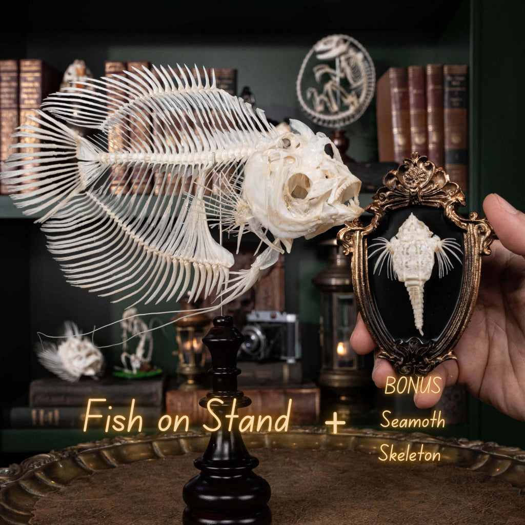 Elephan ear gourami, Giant gourami skeleton, monster fish bone collection, oddities and curiosities,  Real fish skeleton taxidermy,  real fish skull, trophy fish taxidermy,  fish anatomy,  Goth home decor, dark academia, vulture culture
