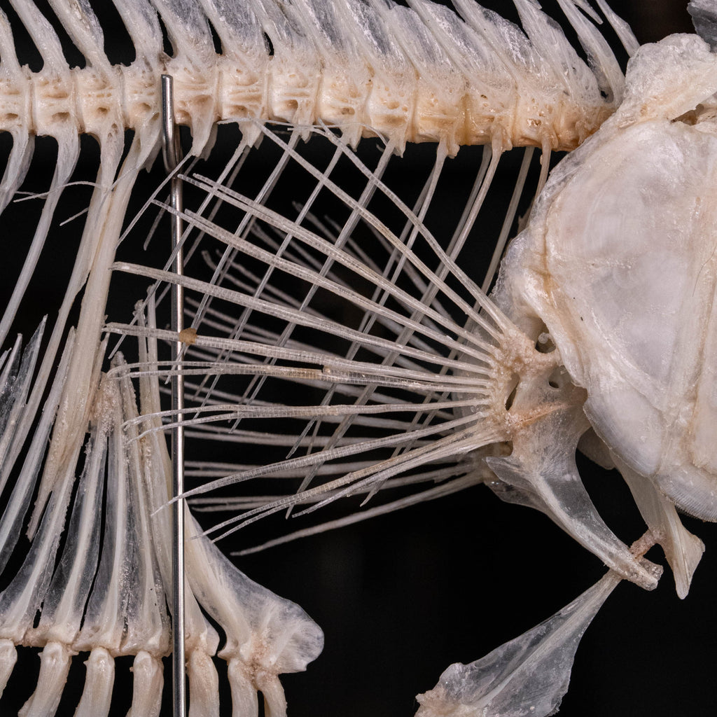 Elephan ear gourami, Giant gourami skeleton, monster fish bone collection, oddities and curiosities,  Real fish skeleton taxidermy,  real fish skull, trophy fish taxidermy,  fish anatomy,  Goth home decor, dark academia, vulture culture